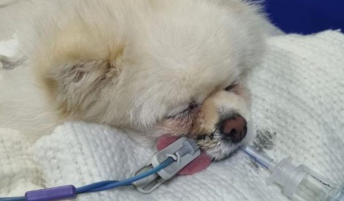 Ajude a Mandy sair dessa