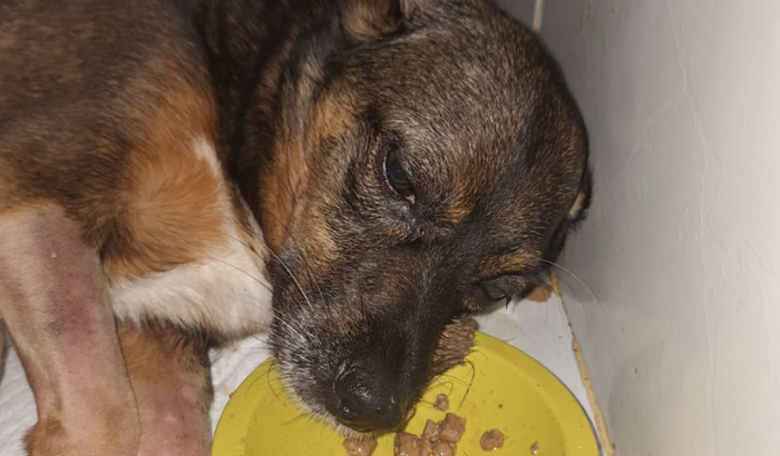 Nos ajude a cuidar da Nina