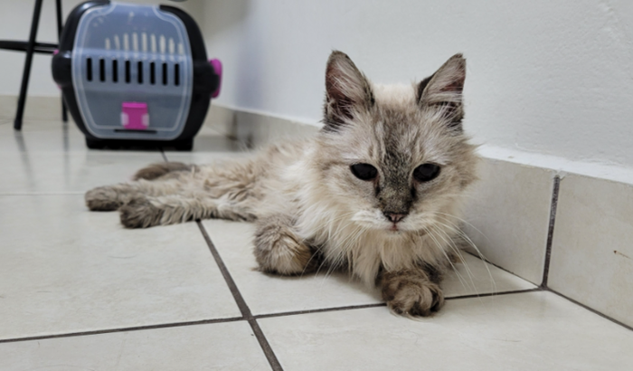 Tratamento da Lídia