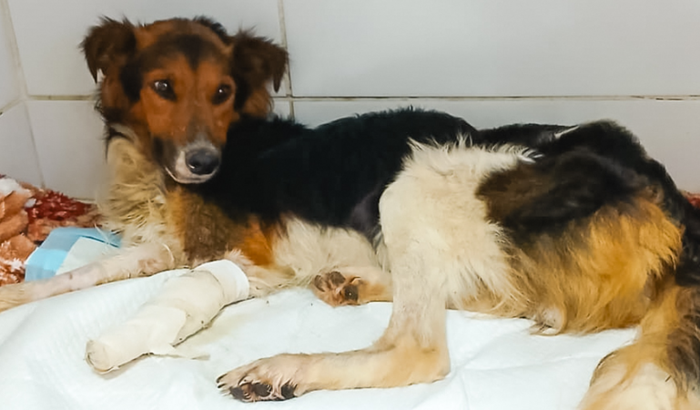 Bolsa de sangue para o Tedy 🩵