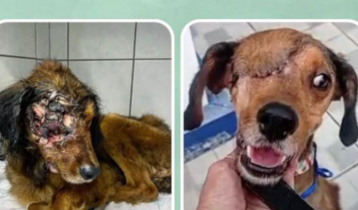 Ajude a Salvar + Vidas em Penha