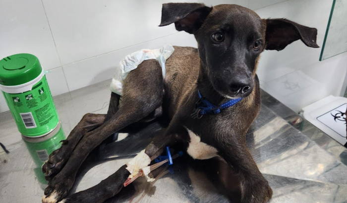 Ajude o Jhon a vencer a cinomose