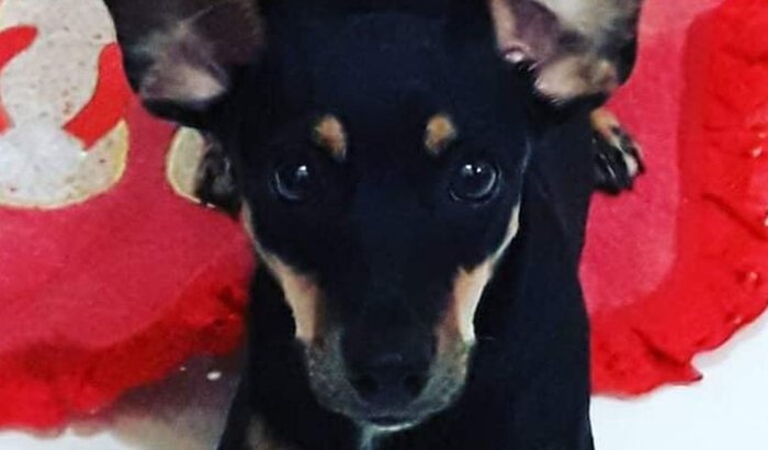 Ajude a Mel voltar a andar!!!