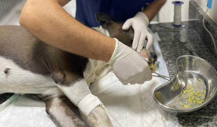 TRATAMENTO DA LILICA ATAQUE PORCO ESPINHO
