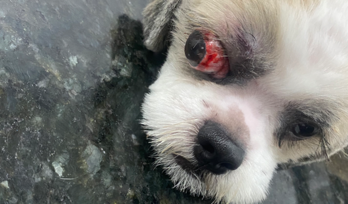 Ajude o Apollo por favor 🙏🏼