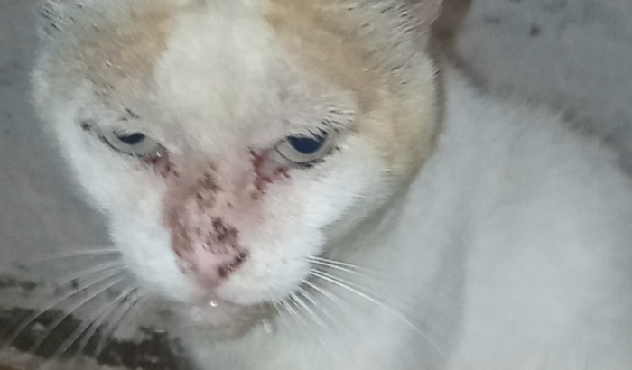 Ajude a resgatar o gatinho Tom