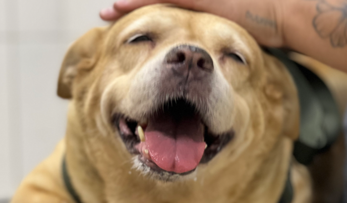 Retirada de 3 tumores da Rebecca