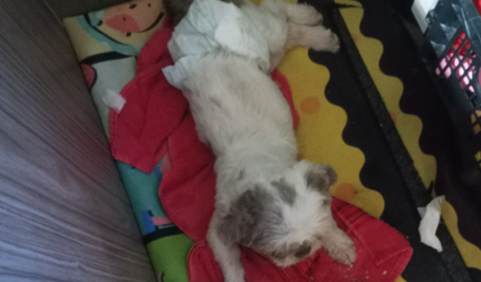 Ajude o bethoven a fazer a cirurgia