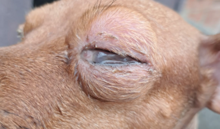 Ajuda pro tratamento da Lily!