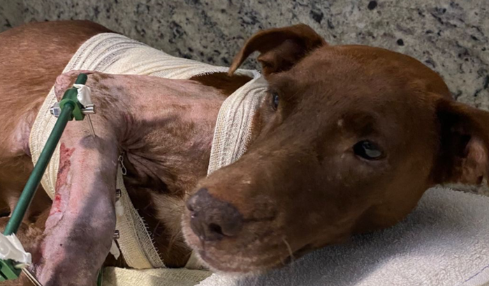 Ajuda no tratamento de uma cachorrinha