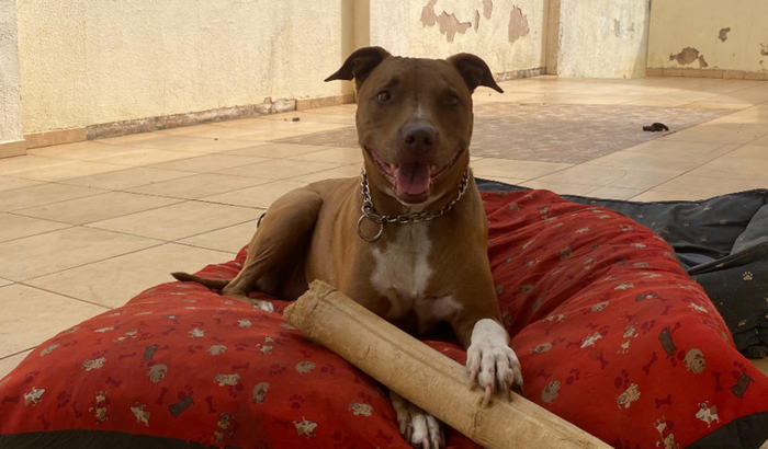 Tratamento Bonifácio Augusto