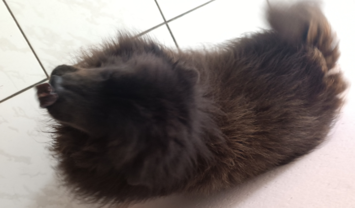 Ajuda para a cirurgia da Layla