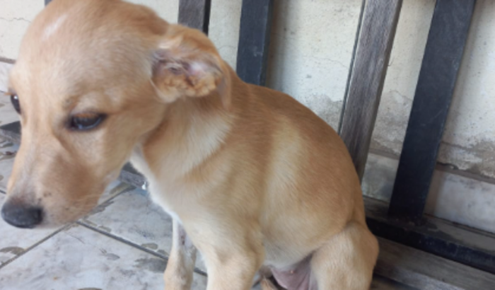 Ajude a salvar a gamora