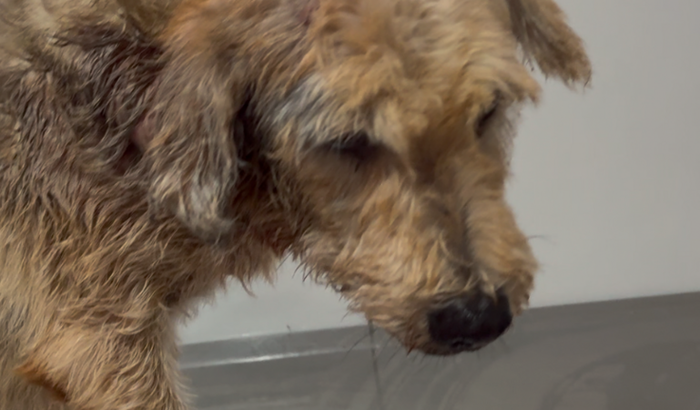 Cirurgia de Benji