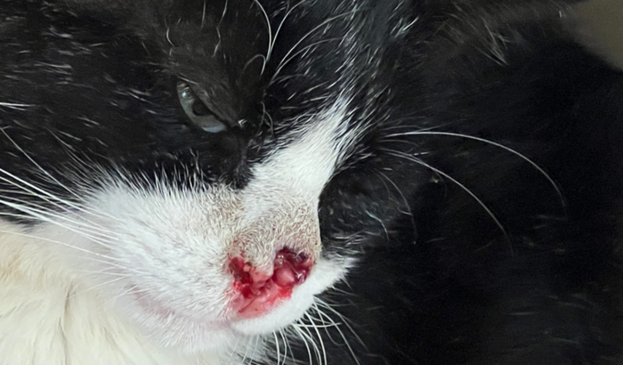 Ajude nosso gato comunitário da Creche Assumpta Frajola