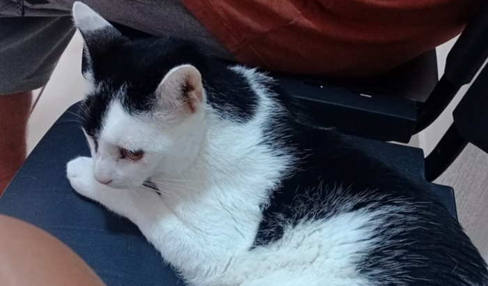 Ajudar o gatinho Gordon 