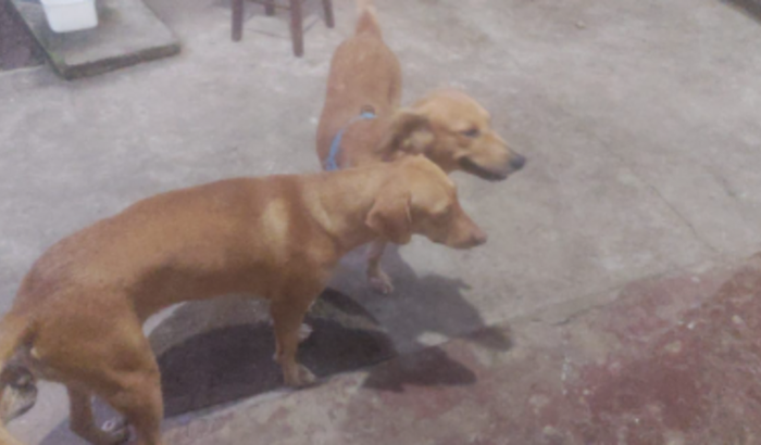 Ajuda na Castração de Diana e Flor