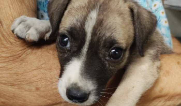 Ajuda para um filhote "Rê"