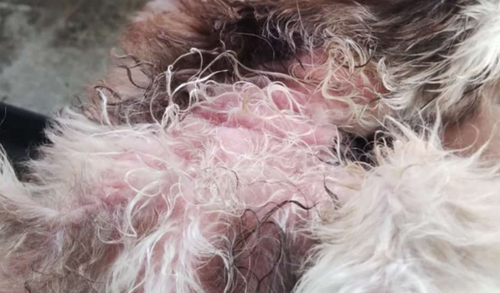 tratamento da belinha