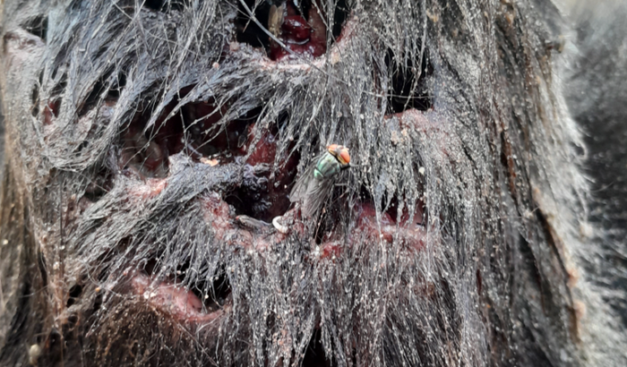 Ajuda para salvar um anjo abandonado
