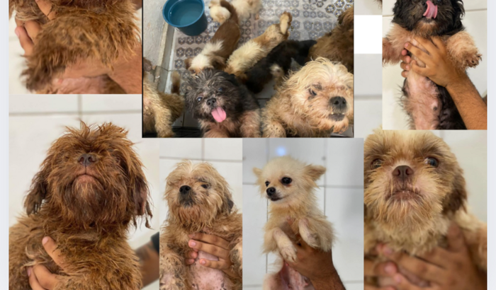 Ajude nos custo do resgate canil clandestino de Shitzu