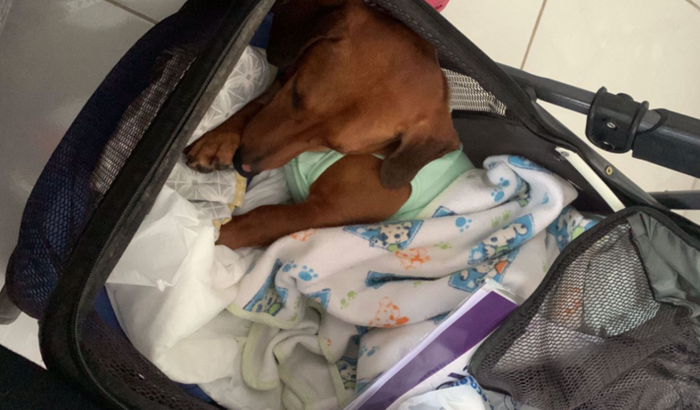 CIRURGIA PARA O PIPOQUINHA 🐶 🌭