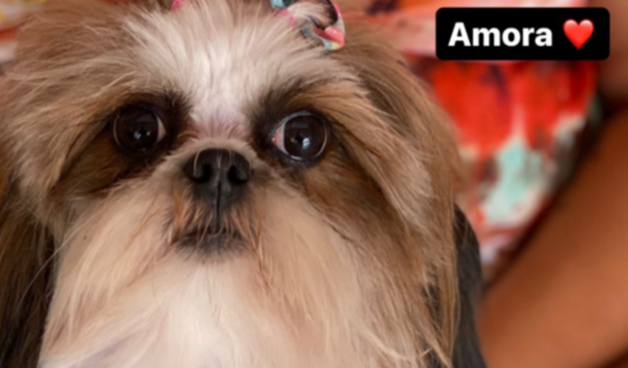 Tomografia pra amora 🐶♥️