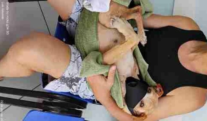 Scooby - cão acidentado!