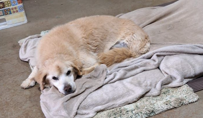 Ajude o "ausilo" da OPA