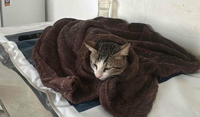 Vaquinha para ajudar a cirurgia do Zé