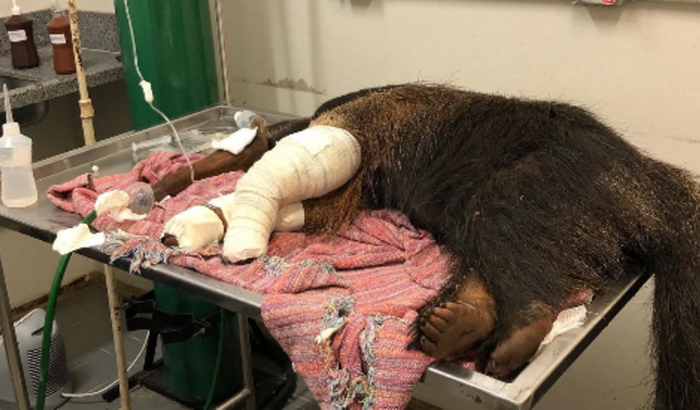 Gerador Energia para o Santuário