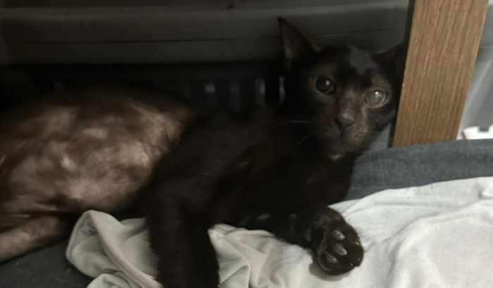 Ajude a salvar o Miltinho