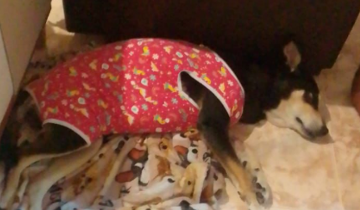 Ajude a Lola a vencer o câncer