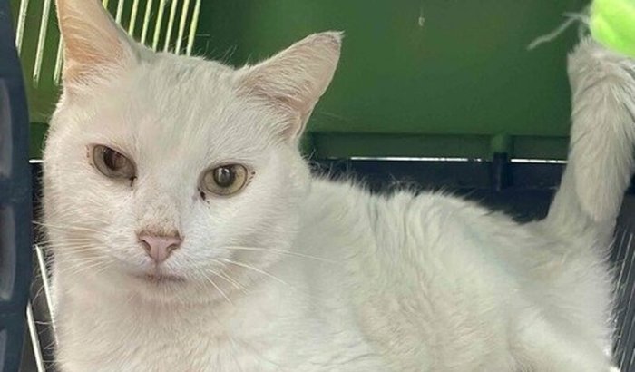 Transfusão de sangue - Branco