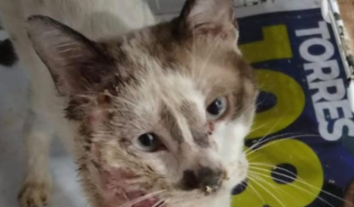 Tratamento do GATO CHICO