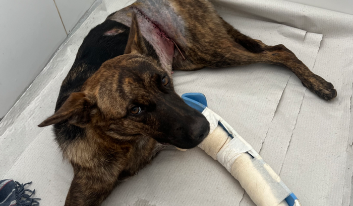 Ajude a Sorte a ter uma nova chance de viver! 🐾❤️