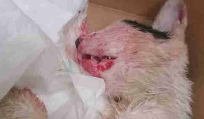 ajuda para tratamento do gatinho 