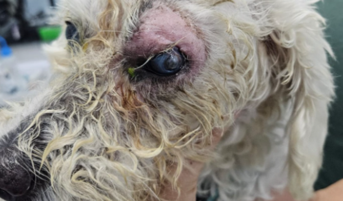 Ajude nas cirurgias da cadelinha Luna Cristal