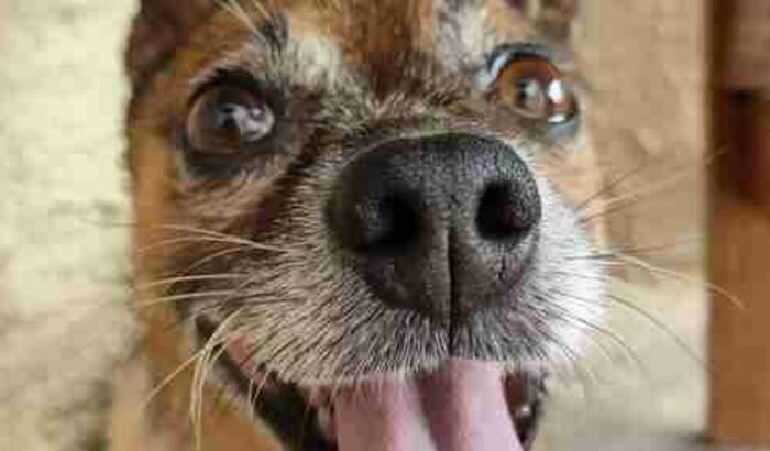 Cirurgia da coluna do Snup🐶