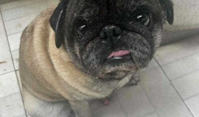 Ajude meu cachorrinho barto