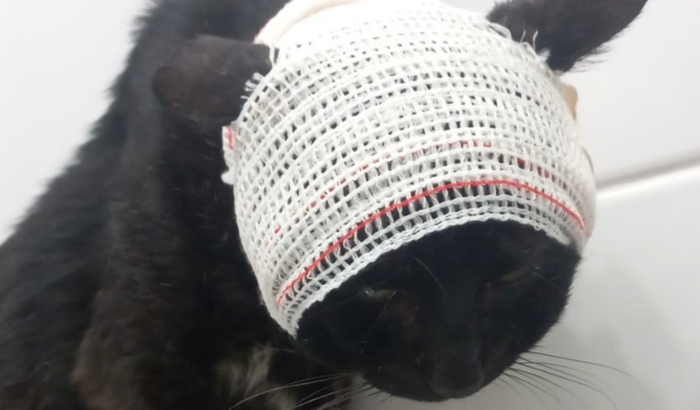 VAMOS AJUDAR O CHORÃO?