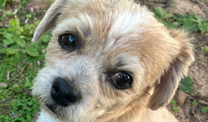 Vakinha para as cirurgias do Ted