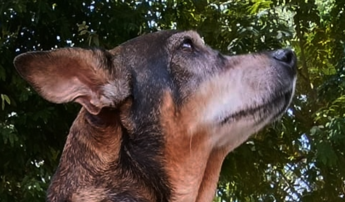 Pandorinha conta com a sua ajuda a continuar a pandorar.