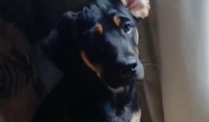 Nina passou por cirurgia e precisamos de ajuda