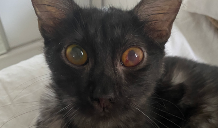 Hades contra pif 🐈⬛❤️🩹