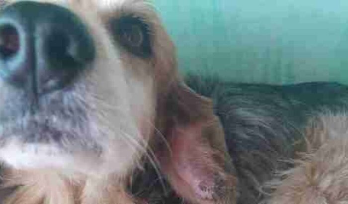 Ajuda para o Bolinha