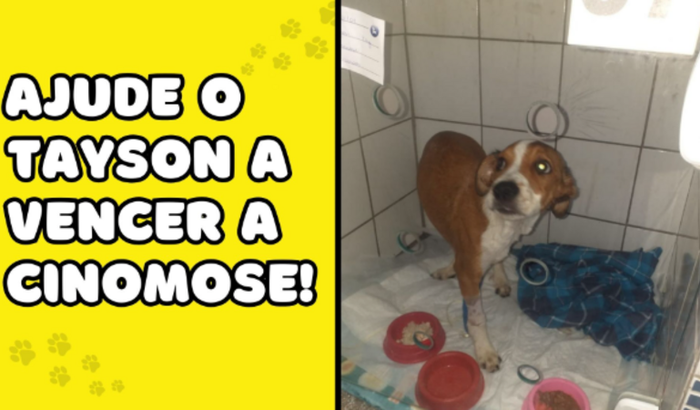 Ajude Tayson a vencer a cinomose! 