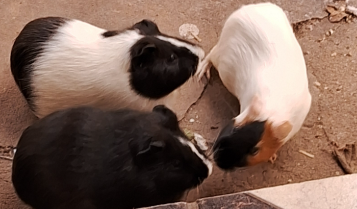 Me ajude a pagar o veterinário pras minhas porquinhas