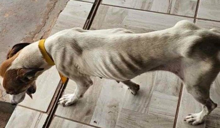 Ração mensal para manter 400 cães 