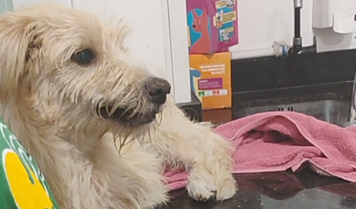 Ajude o Maui a se curar da cinomose 